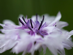 Zauberhafte Kornblumen...