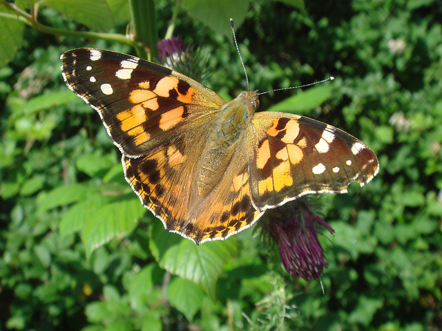 Painted Lady - vanessa cardui 30-07-2009 08-40-41