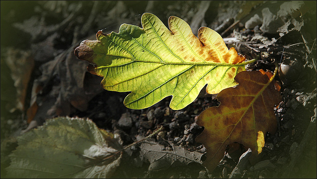 Couleurs du chêne