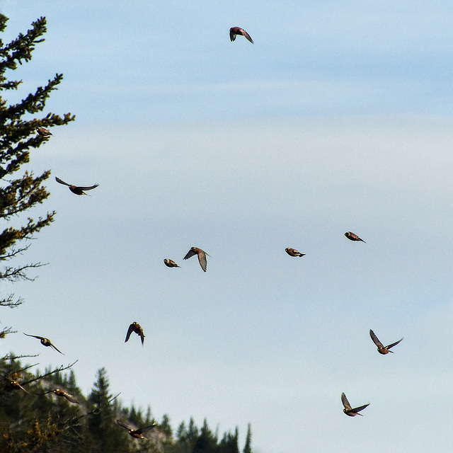 Gray-crowned Rosy-Finches / Leucosticte tephrocotis