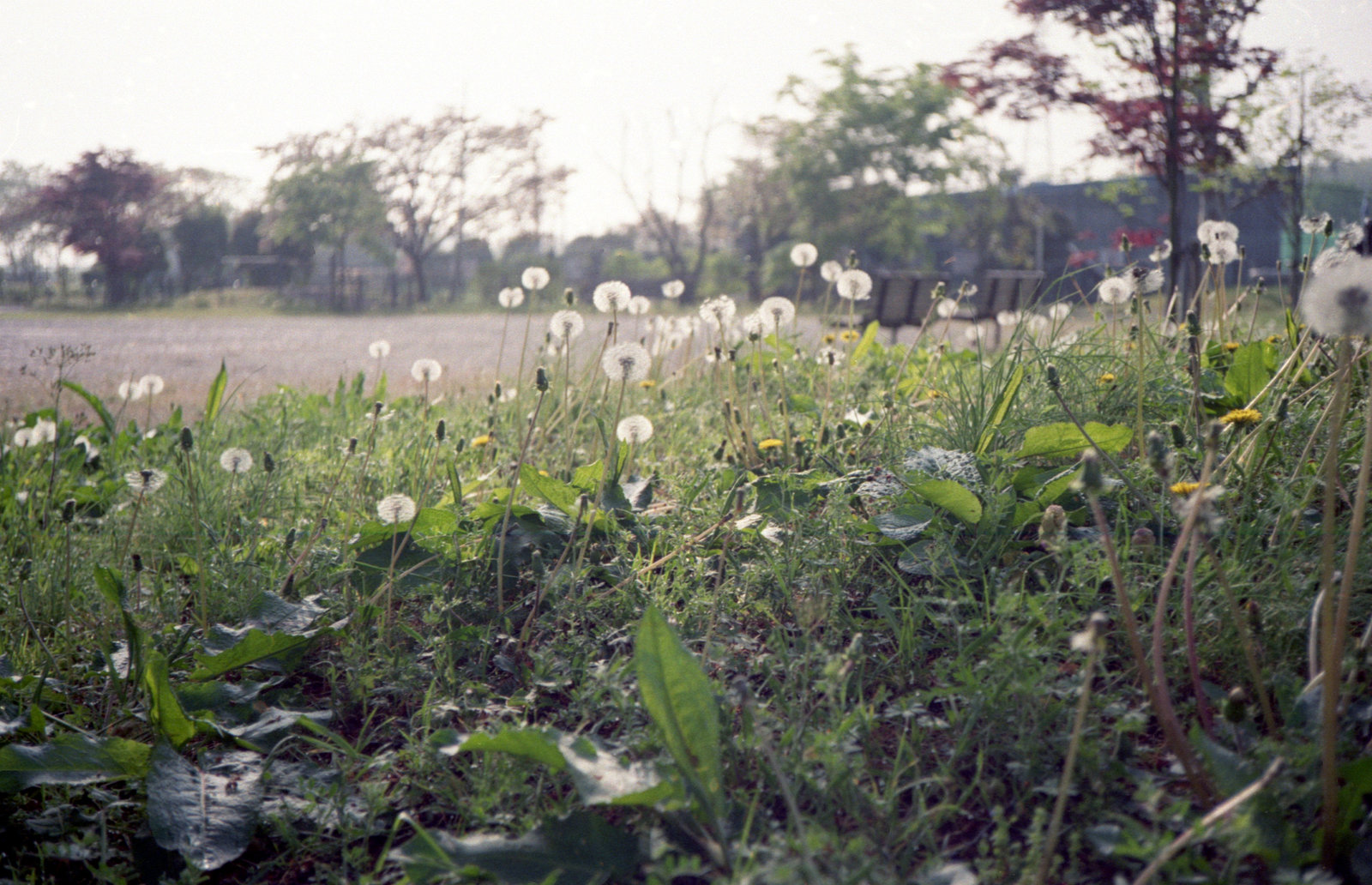 Dandelions