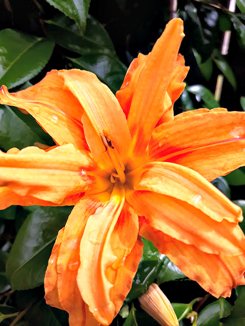 Lily With Raindrops.