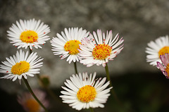 Red Mites in Mexican Daiseys