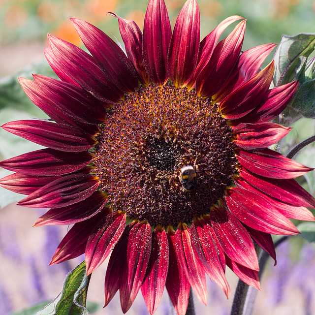 July 17: sunflower