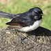 16/Willie Wagtail