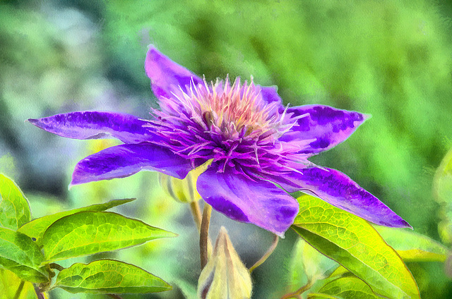 clematis
