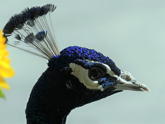 Peacock on parade