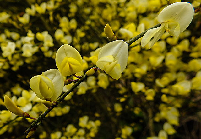 20220429 0766CPw [D~LIP] Besenginster (Cytisus scoparius), UWZ, Bad Salzuflen