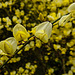 20220429 0766CPw [D~LIP] Besenginster (Cytisus scoparius), UWZ, Bad Salzuflen