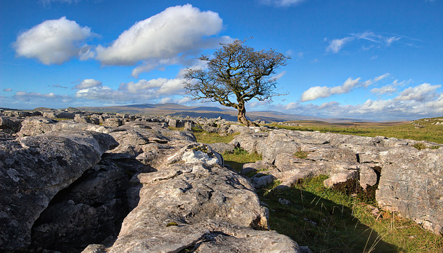 Another Lone Tree