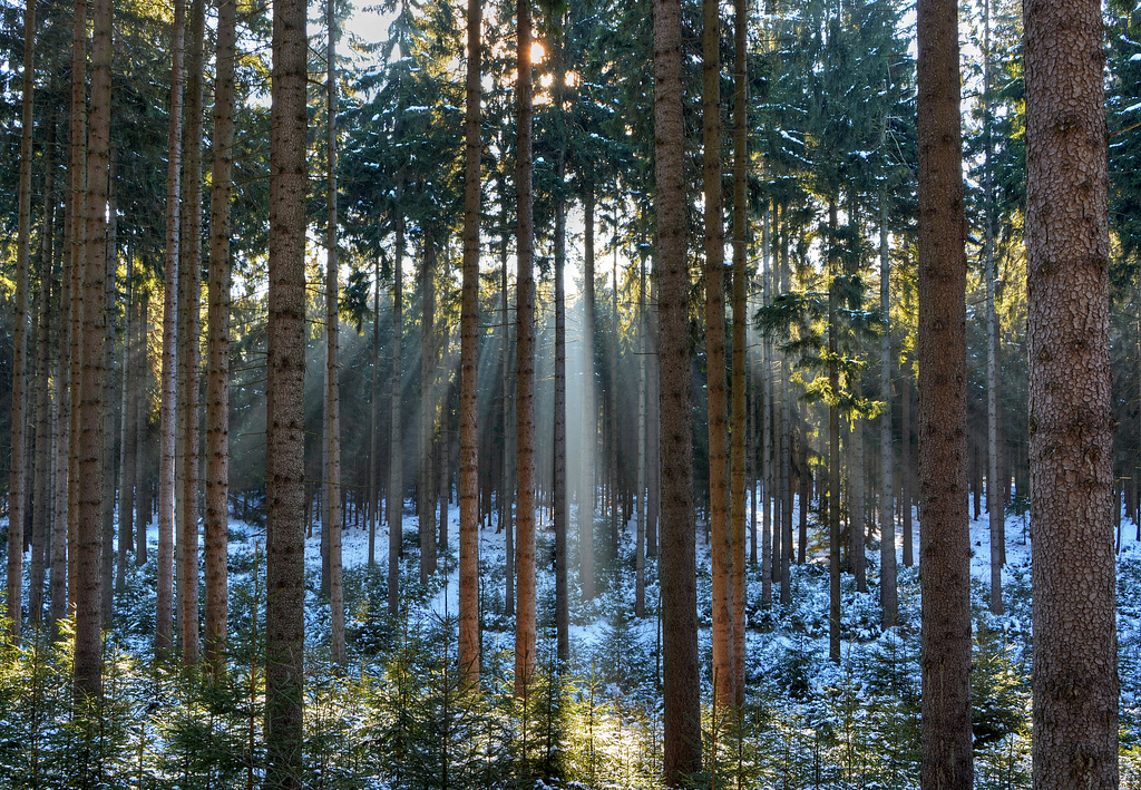 (038/365) Licht im Tann