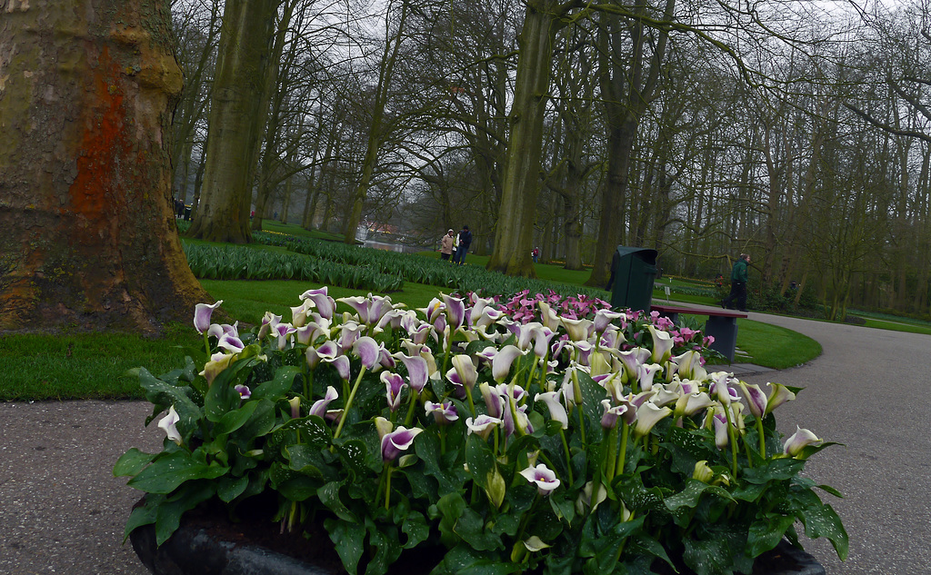 Blumen im Keukenhof