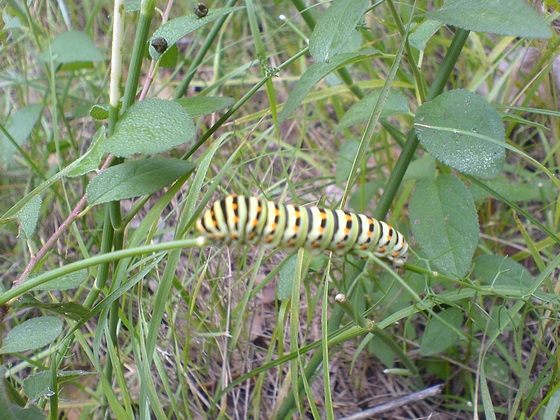 Swallowtail, common, caterpillar, papilio machaon