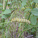 Swallowtail, common, caterpillar, papilio machaon
