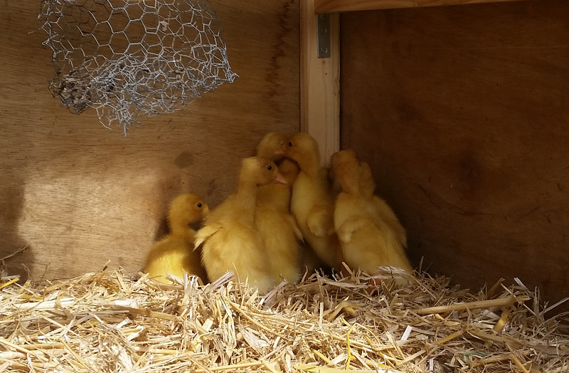 first ducklings of the season