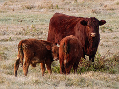 Love the little one's expression