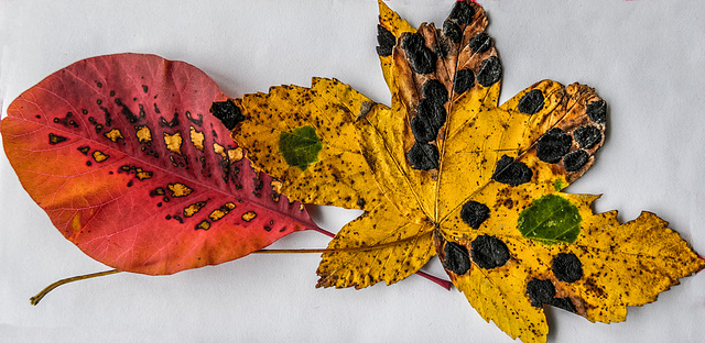 les couleurs de l'automne...