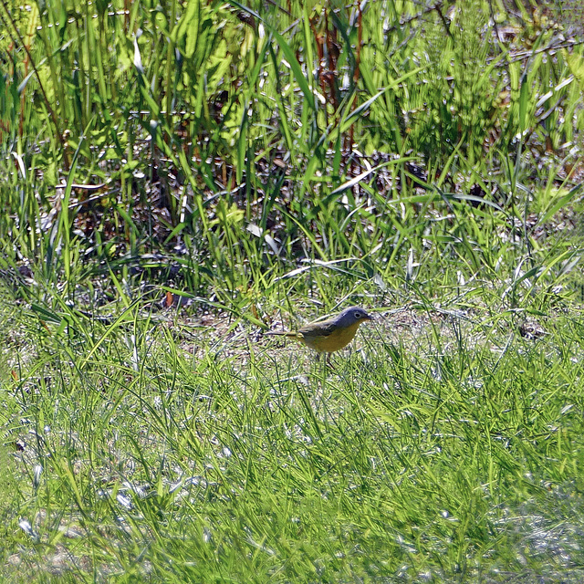 Day 12, unidentified bird, Cap Tourmente