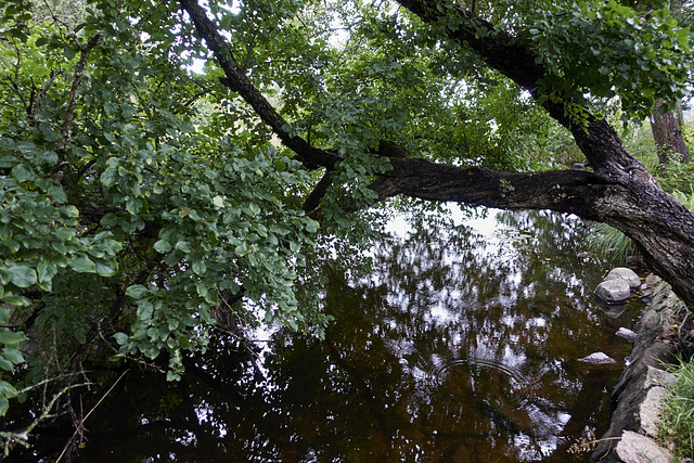 wasserlauf-06614-co-10-08-19