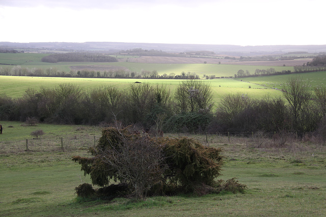 Danebury Iron Age Hillfort