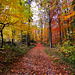 Herbstwald / Fall is here (270°)