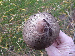Shaggy Parasol