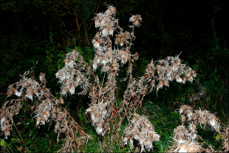 IMG 7966 - A shot i made at night time, with a flash gun.