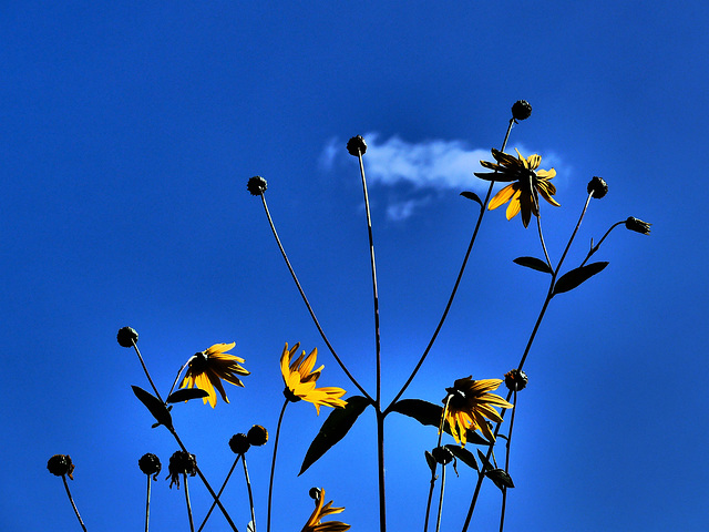 Reach for the sky