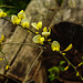 20220429 0767CPw [D~LIP] Besenginster (Cytisus scoparius), UWZ, Bad Salzuflen