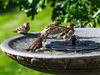 Siskin Bath 02