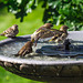 Siskin Bath 02