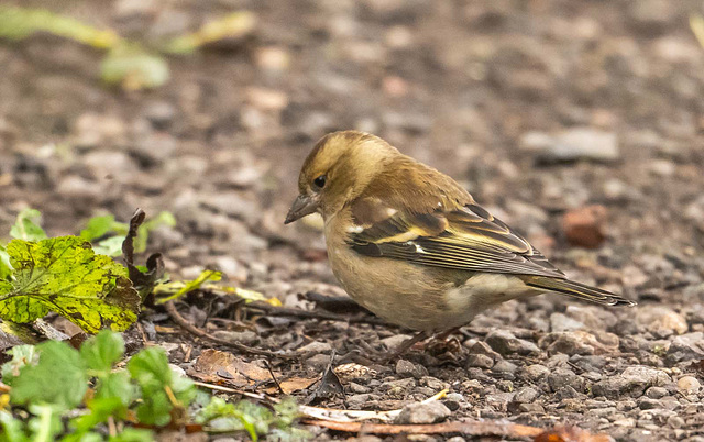 Chaffinch