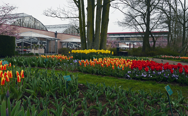 Blumen im Keukenhof