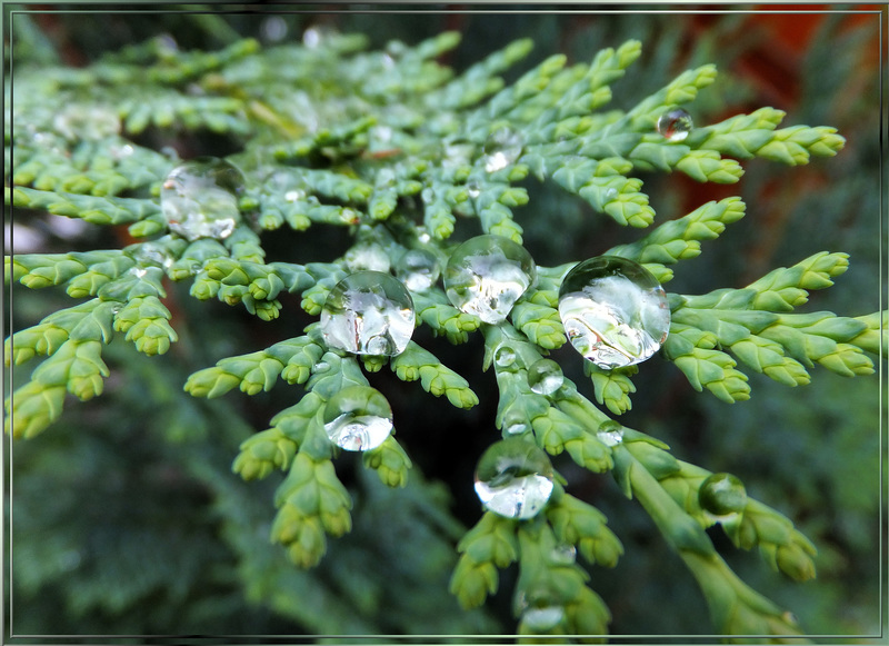 Regen auf Zypressenzweig. ©UdoSm