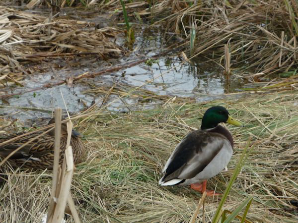 Mallard