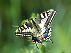 Common Swallowtail (Papilio machaon)
