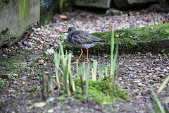 20160306 0322VRAw [D~BI] Rotschnekel (Tringa totanus), Tierpark Olderdissen, Bielefeld