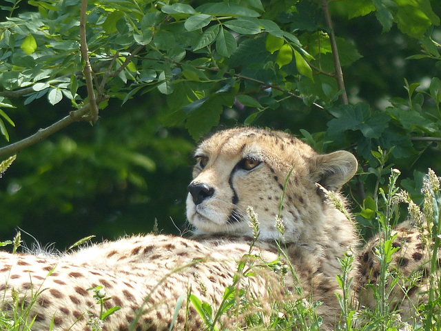 Dartmoor Zoo (16) - 21 May 2018