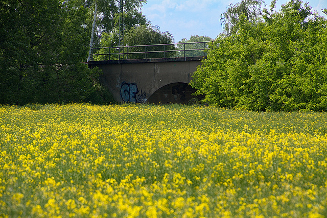 Gelb vor Zaun - HFF!