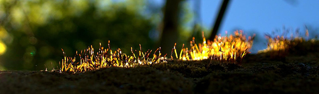 Fiery Moss 7