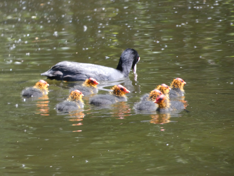 Blüsshuhn-Mama mit Kindern