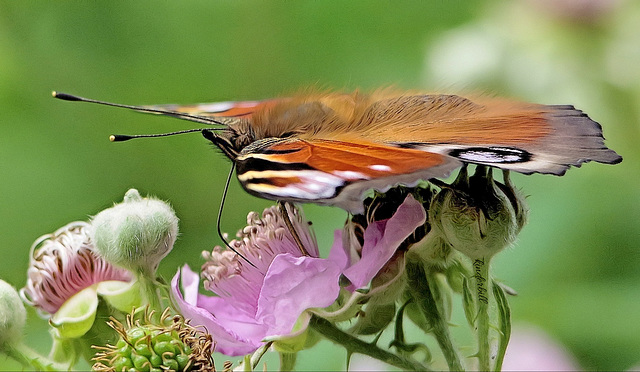 Peacock   /   July 2019