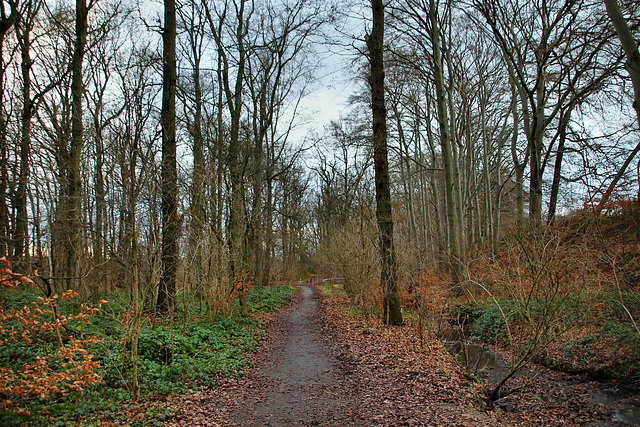 Waldweg in der Schönen Flöte (Holzwickede) / 25.12.2020