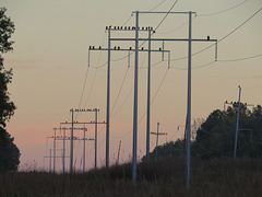 Vultures on power line at dawn