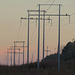 Vultures on power line at dawn