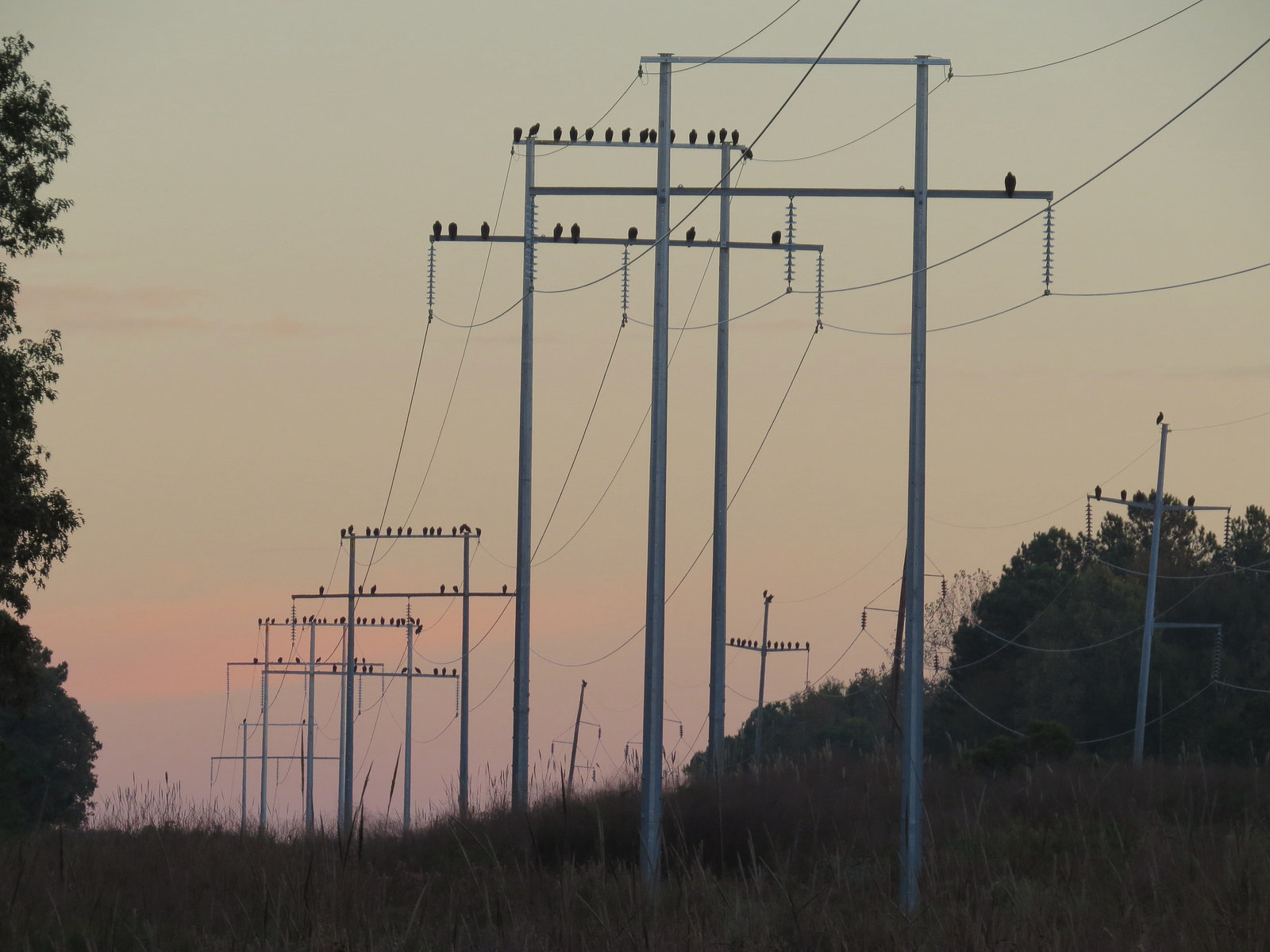 Vultures on power line at dawn