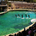 Parc Aquatique  d'Antibes*************(06)