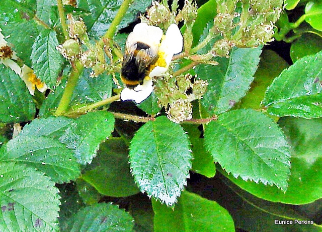 Bumble Bee On Climbing Rose