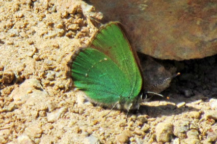 Green Hairstreak 05