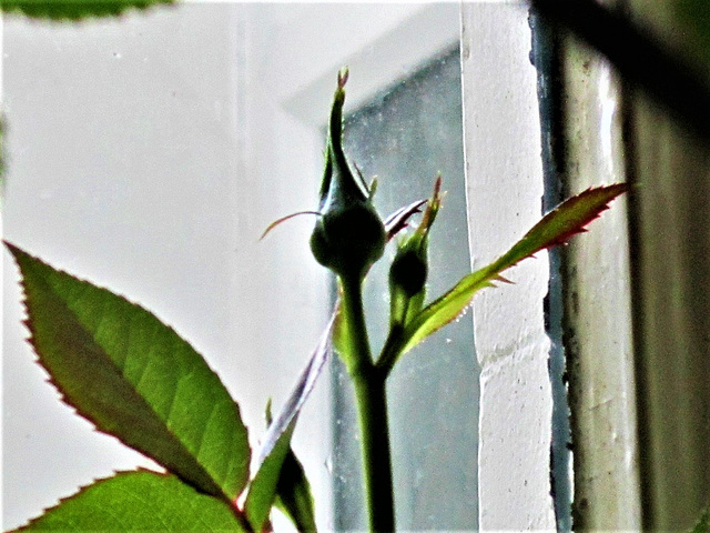 The white rose on the kitchen window sill has got 6 buds already